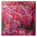 Buscar tulipanes rosados azulejos Fotografía