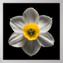 Buscar narciso posters Ramo