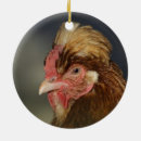 Buscar gallinas adornos 1 ᵉʳ explotación