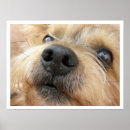 Buscar yorkshire terrier dog posters Yorkie