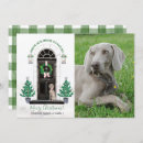Buscar weimaraner postales Tarjeta