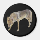 Buscar coyotes imanes Astuto