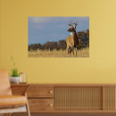 Buscar ciervos blancos posters General y unisex