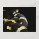 Buscar serpiente negra postales Amarillo