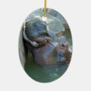 Buscar hippopotamus Fotografía