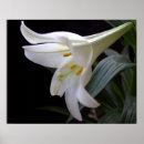Buscar lirio de pascua posters Jardín
