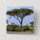 Buscar africa chapas Árbol