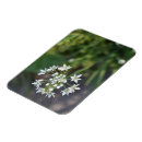 Buscar delicado imanes Flor