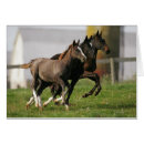 Buscar funcionamiento de los caballos postales Trakehner us warmblood