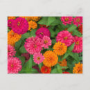 Buscar cindy postales Flor