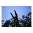Buscar chimpancé posters Fauna