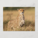 Buscar acinonyx postales Horizontal