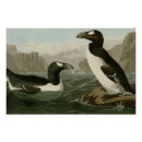 Buscar auk Gran auk