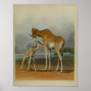 Buscar sabana africana posters Jirafa