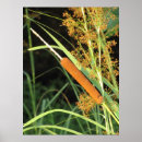 Buscar cattail Naturaleza