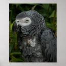 Buscar loro gris posters Vida silvestre