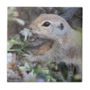 Buscar caracol azulejos Animal