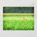 Buscar sorprendido postales Animal