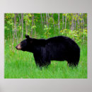 Buscar osos negros posters Vida silvestre