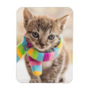 Buscar gatito del tabby imanes Felino