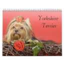 Buscar terrier de yorkshire calendarios Perrito