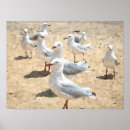 Buscar gaviotas posters Playa