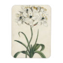 Buscar marfil imanes Botánico