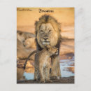 Buscar cachorro de león postales Botswana