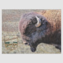 Buscar bisonte Parque nacional yellowstone