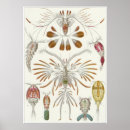 Buscar copepod Haeckel