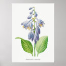 Buscar lilly posters Lily