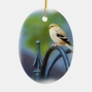 Buscar pinzones decoracion Naturaleza