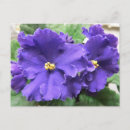 Buscar flor violeta postales Para todos