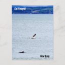 Buscar delfín verticales postales Delfines