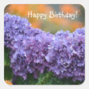 Buscar hydrangea purpura pegatinas Púrpura