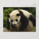 Buscar pete tarjetas Panda gigante