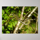 Buscar cola posters Insecto