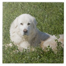 Buscar integral azulejos Día