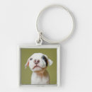 Buscar pitbull llaveros Perrito