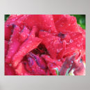 Buscar híbridos posters Fotografía floral