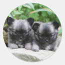 Buscar perritos de la chihuahua pegatinas Sacudida y pam langrish