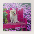 Buscar pomerania puzzles Lindo