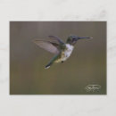 Buscar hummer postales Pájaro