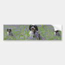 Buscar terrier pegatinas parachoque Perrito
