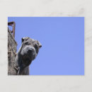 Buscar sharpei postales Chino