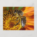 Buscar ocupado postales Insectos