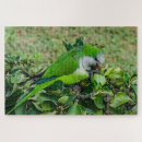 Buscar loro puzzles Naturaleza