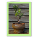 Buscar bonsais postales Saludo