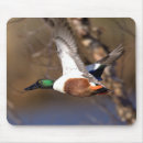 Buscar pato cuchara Cazador