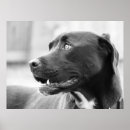 Buscar raza mixta posters Mixto